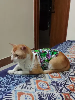 Cat Summer Outfit