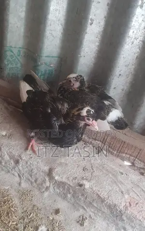2 Pairs of Pigeon Chicks