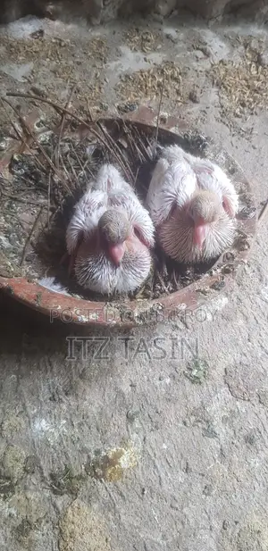 কবুতরের বাচ্চা ২জোরা