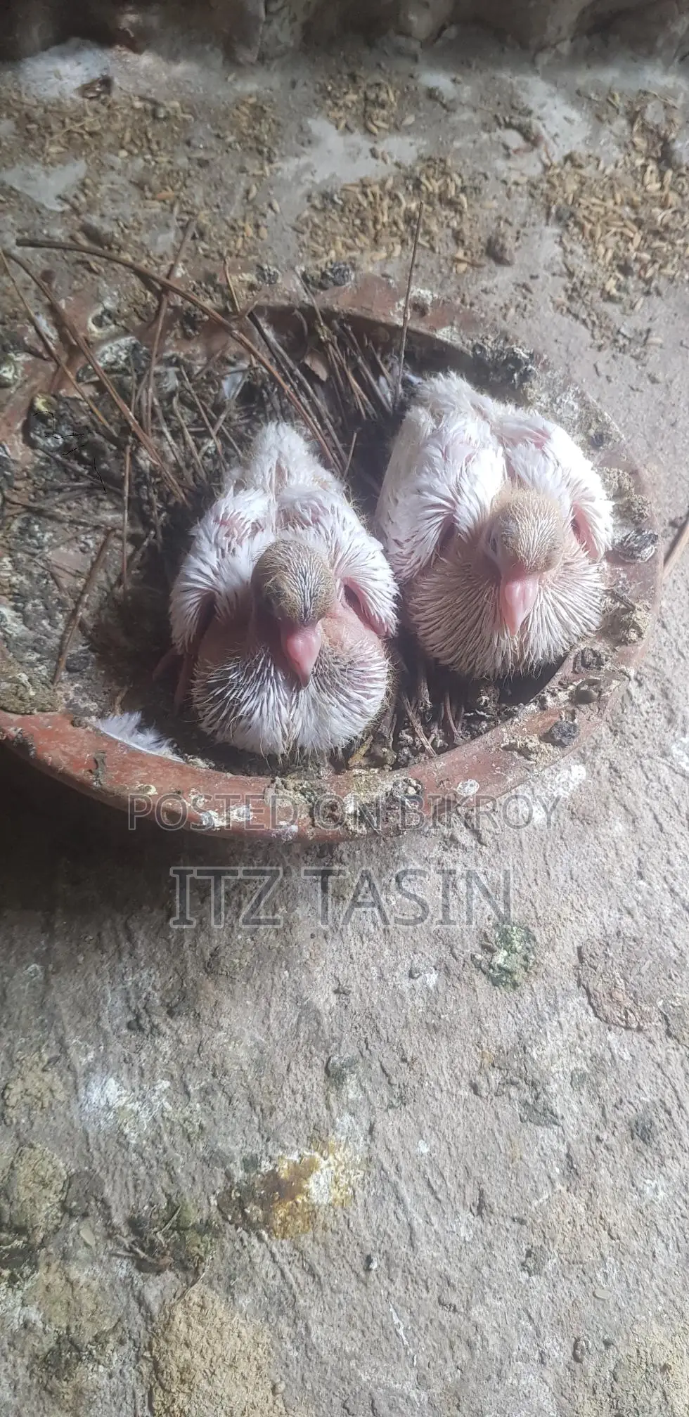 2 Pairs of Pigeon Chicks