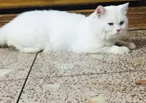 Persian Cat