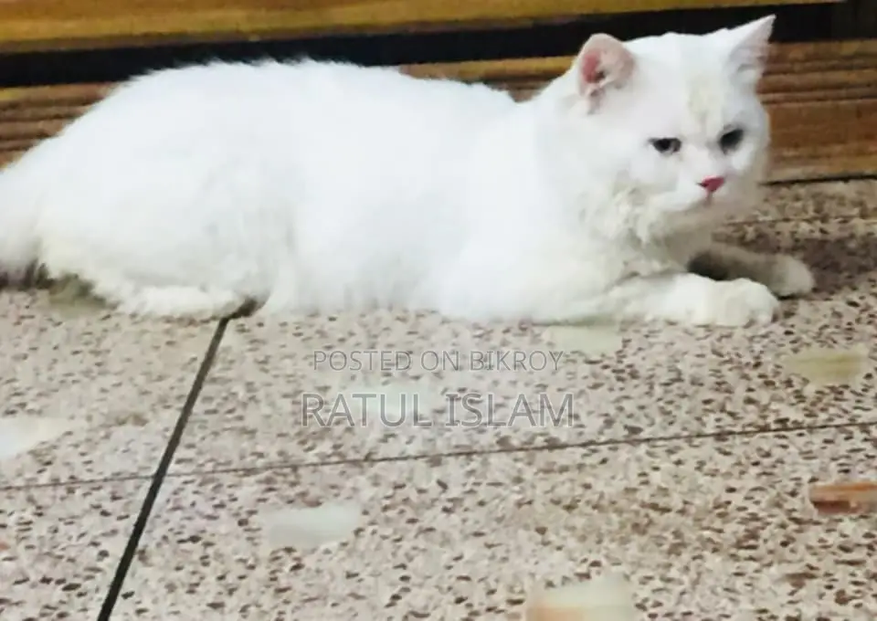 Persian Cat