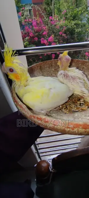 Lutino Pearl Cockatiel Baby