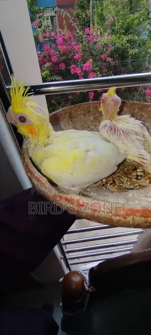 Lutino Pearl Cockatiel Baby