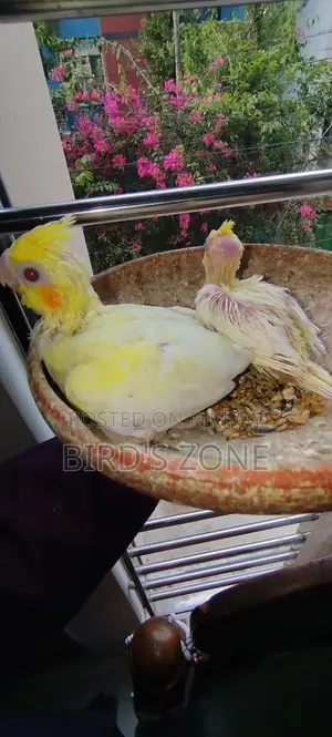 Lutino Pearl Cockatiel Baby