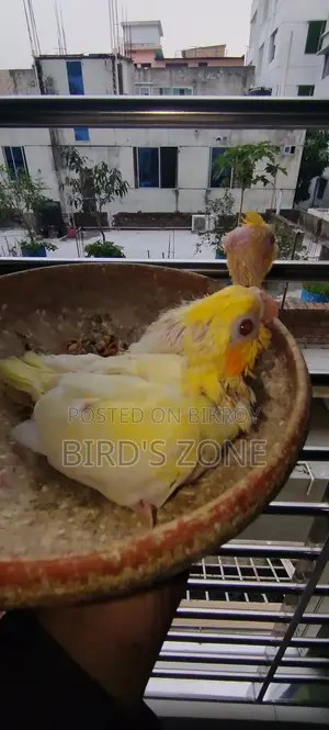 Lutino Pearl Cockatiel Baby