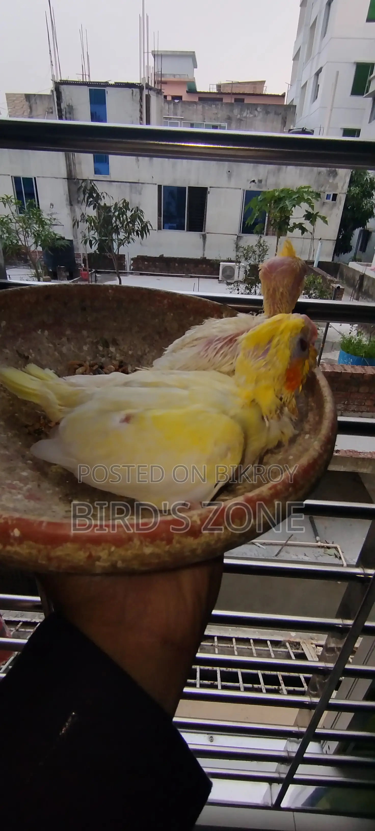 Lutino Pearl Cockatiel Baby