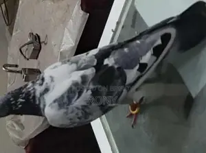 Healthy and Beautiful Female Pigeon for Sale