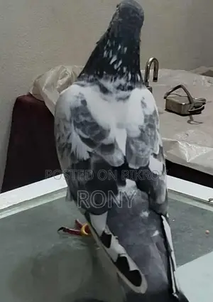 Healthy and Beautiful Female Pigeon for Sale