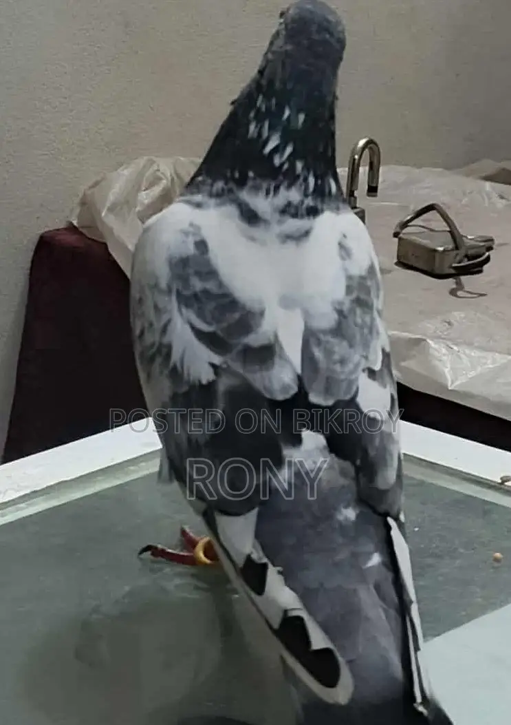 Healthy and Beautiful Female Pigeon for Sale