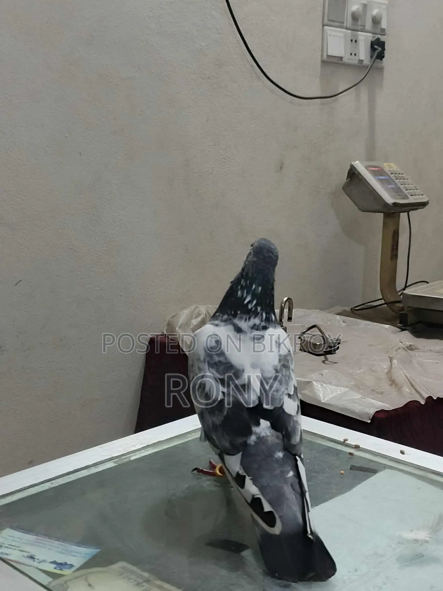 Healthy and Beautiful Female Pigeon for Sale