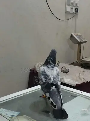 Healthy and Beautiful Female Pigeon for Sale
