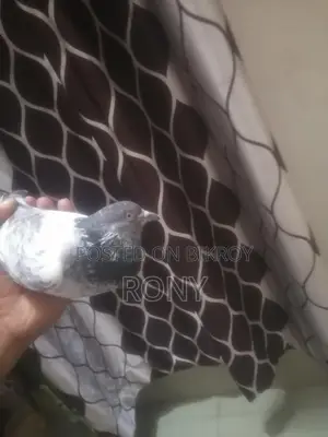 Healthy and Beautiful Female Pigeon for Sale