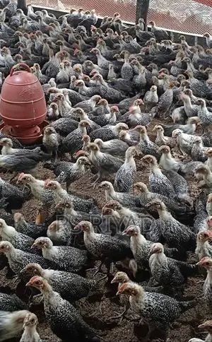 Original Egyptian Fayoumi Chicks