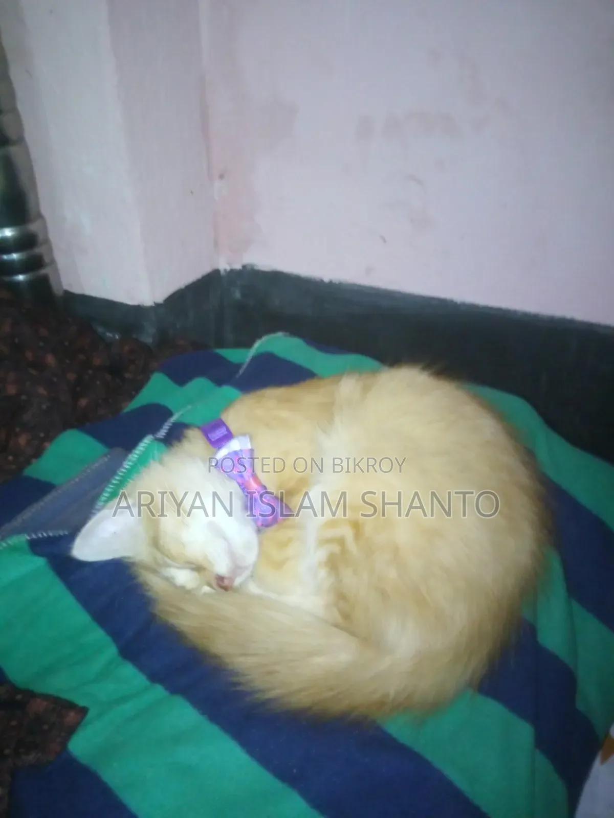 ৩-৬ মাস বয়সী পুরুষ মিক্সড ব্রিড পার্সিয়ান
