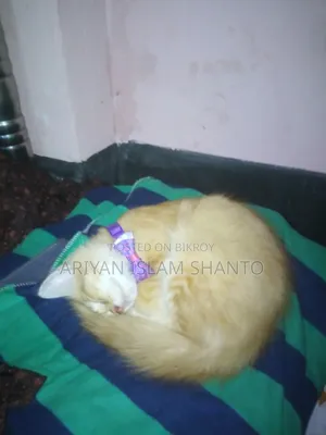 ৩-৬ মাস বয়সী পুরুষ মিক্সড ব্রিড পার্সিয়ান