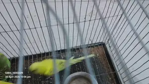 Budgerigar