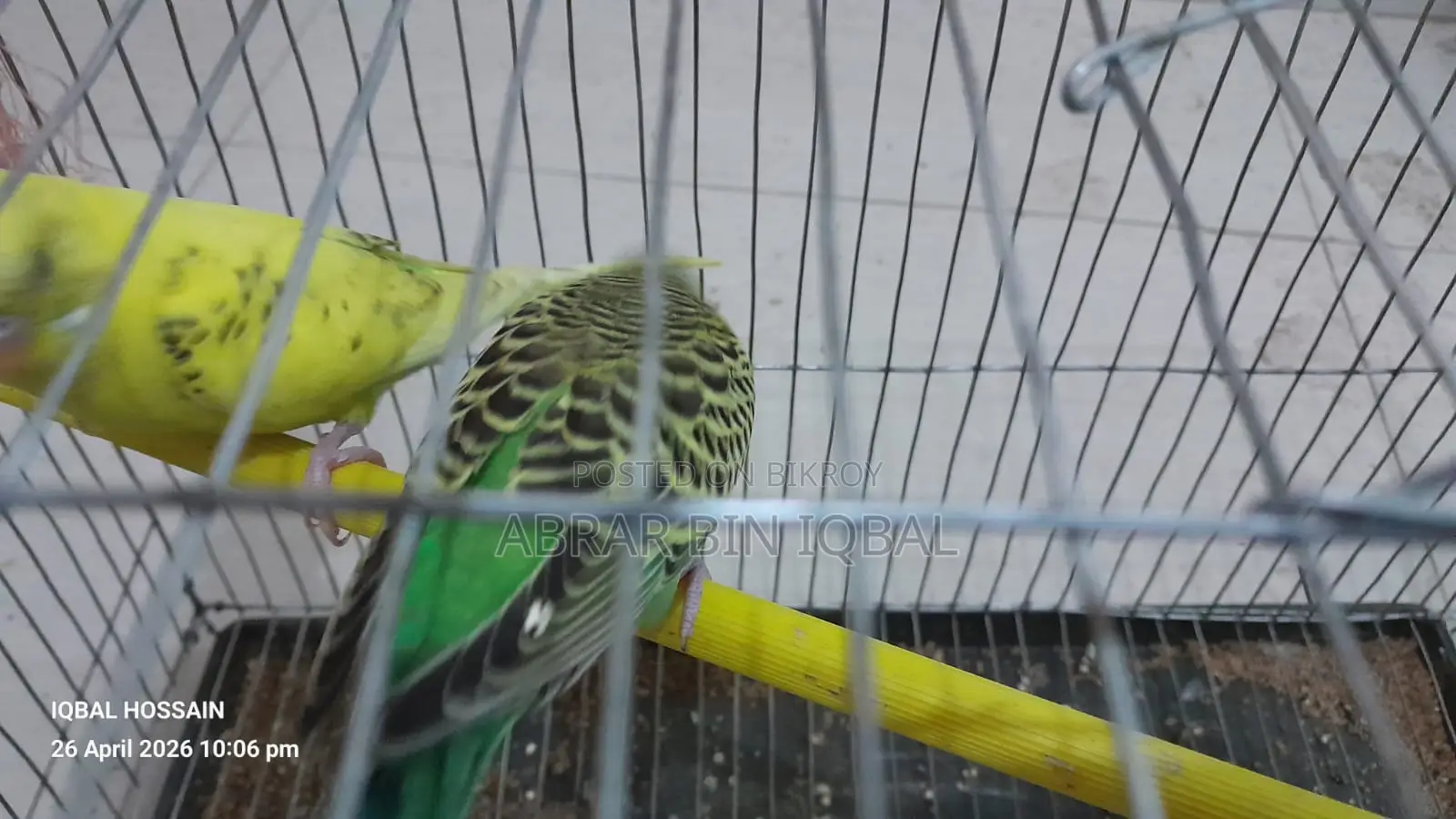Budgerigar