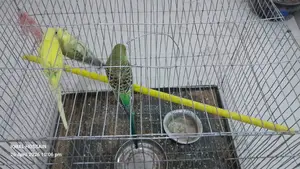 Budgerigar
