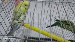 Budgerigar