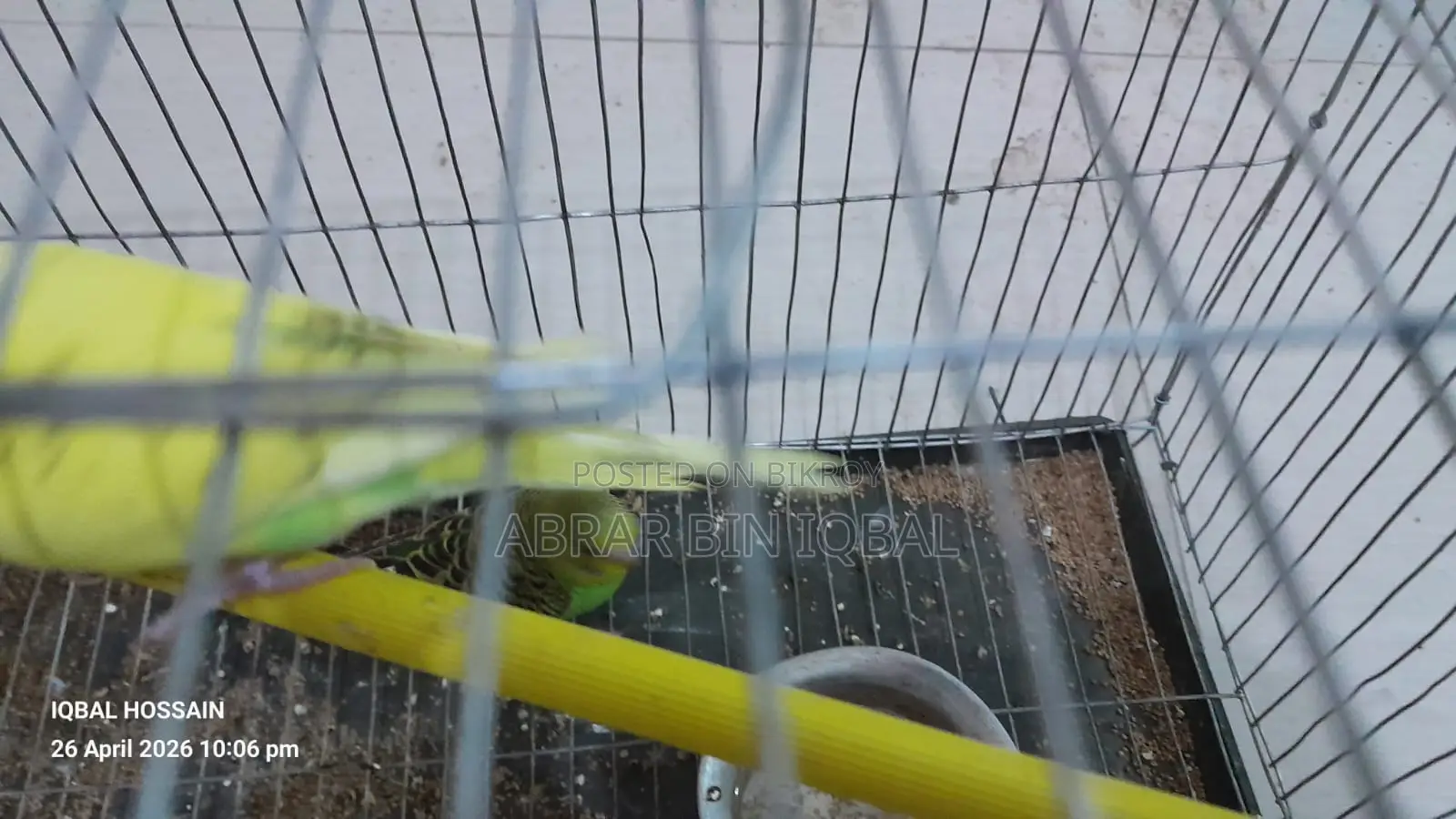 Budgerigar