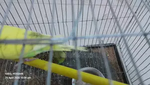 Budgerigar