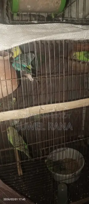 Running Budgie Birds