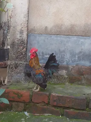 Serama / Serama Chicken and Turkey