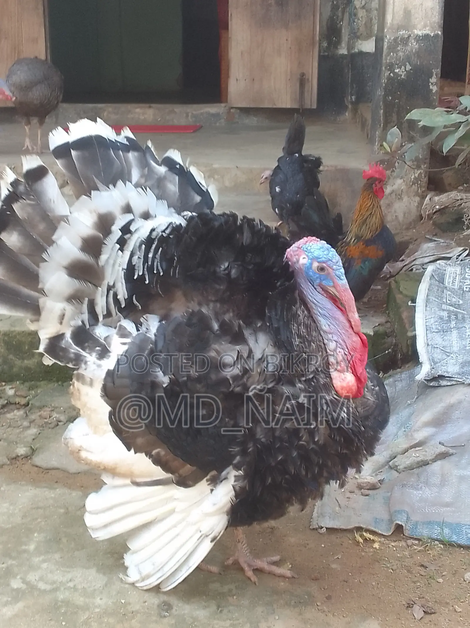 Serama / Serama Chicken and Turkey