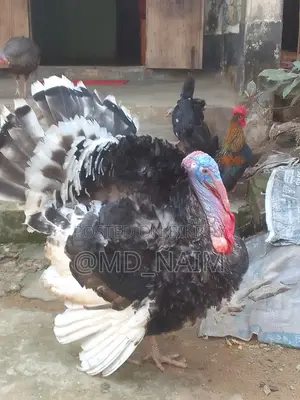Serama / Serama Chicken and Turkey