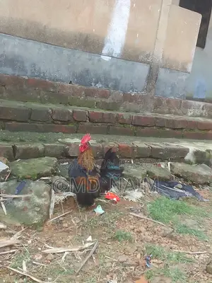 Serama / Serama Chicken and Turkey