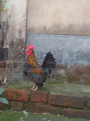 Serama / Serama Chicken and Turkey