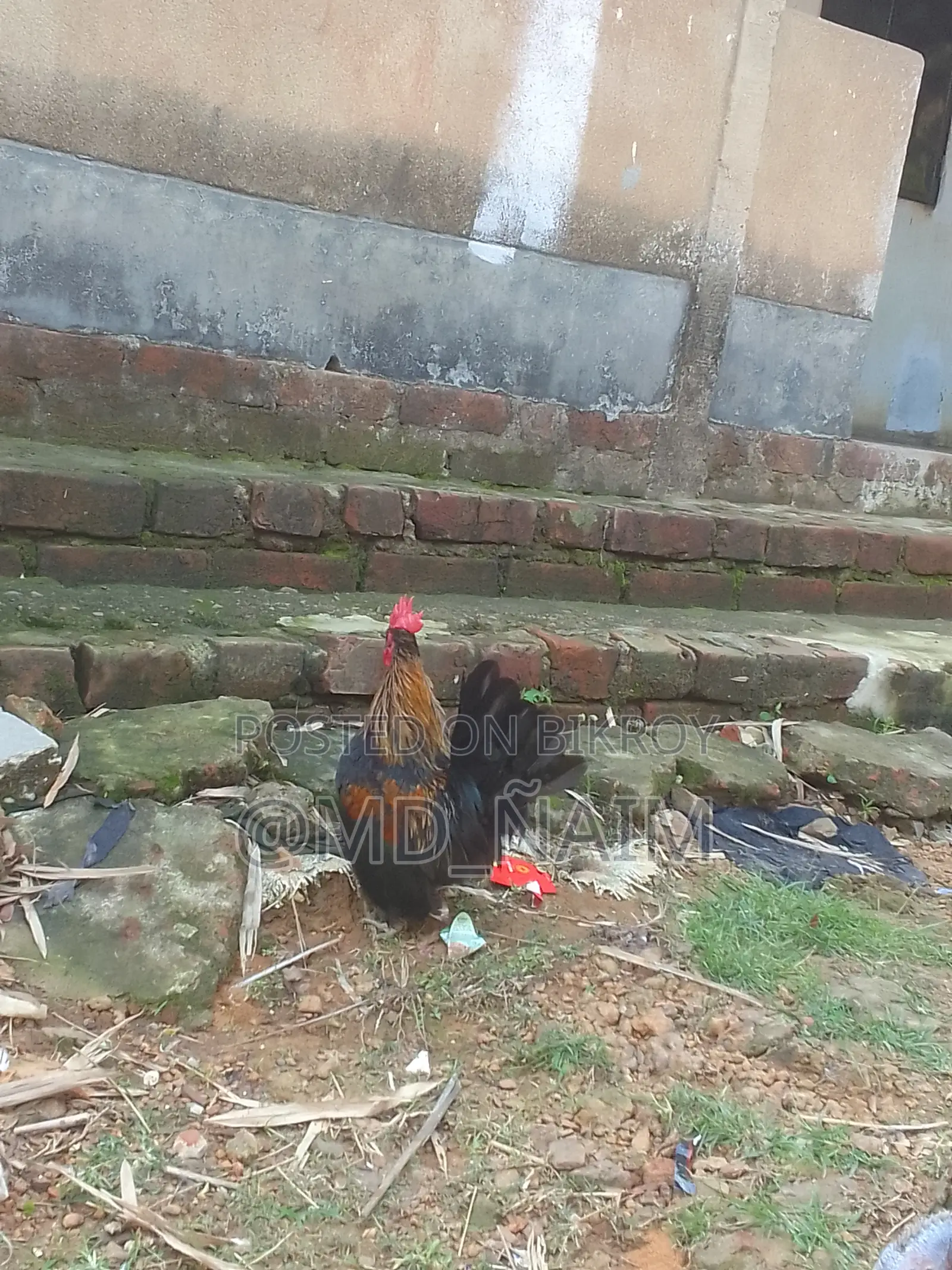 Serama / Serama Chicken and Turkey