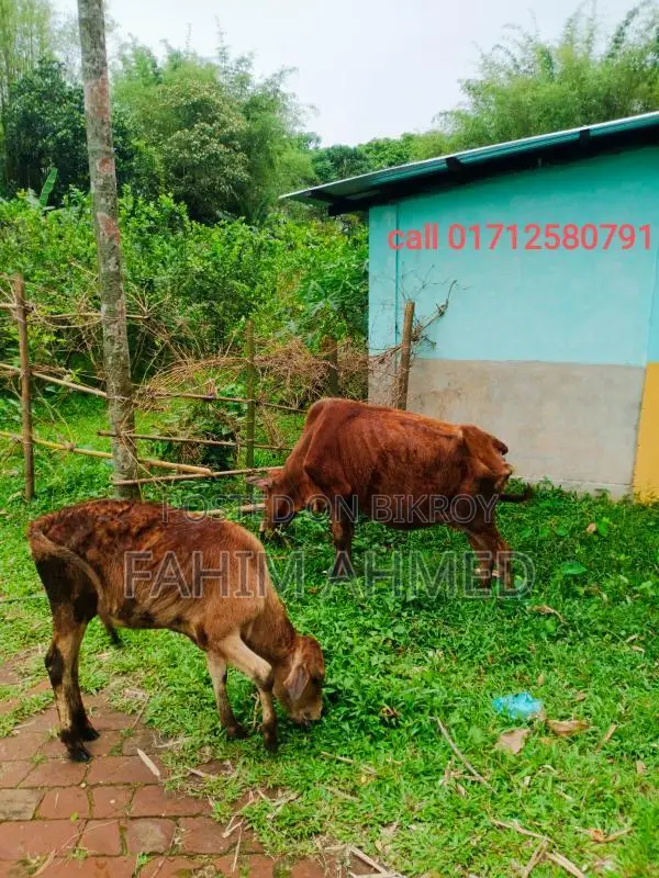 Cow with a 5-month-old calf