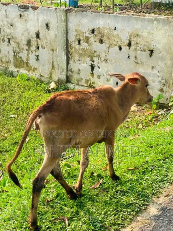 Cow with a 5-month-old calf