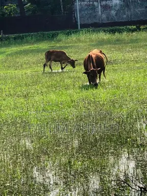 Cow with a 5-month-old calf