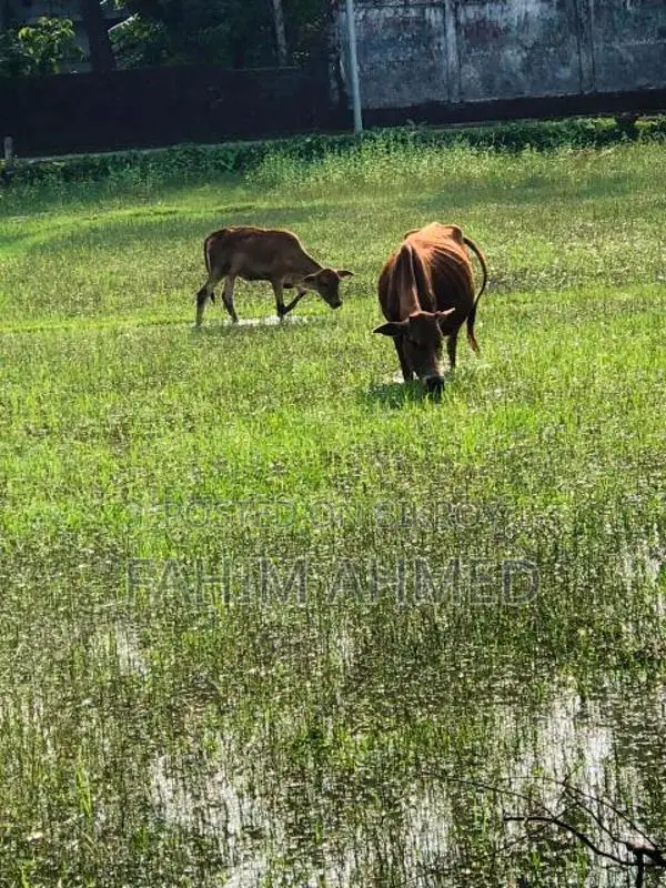 Cow with a 5-month-old calf