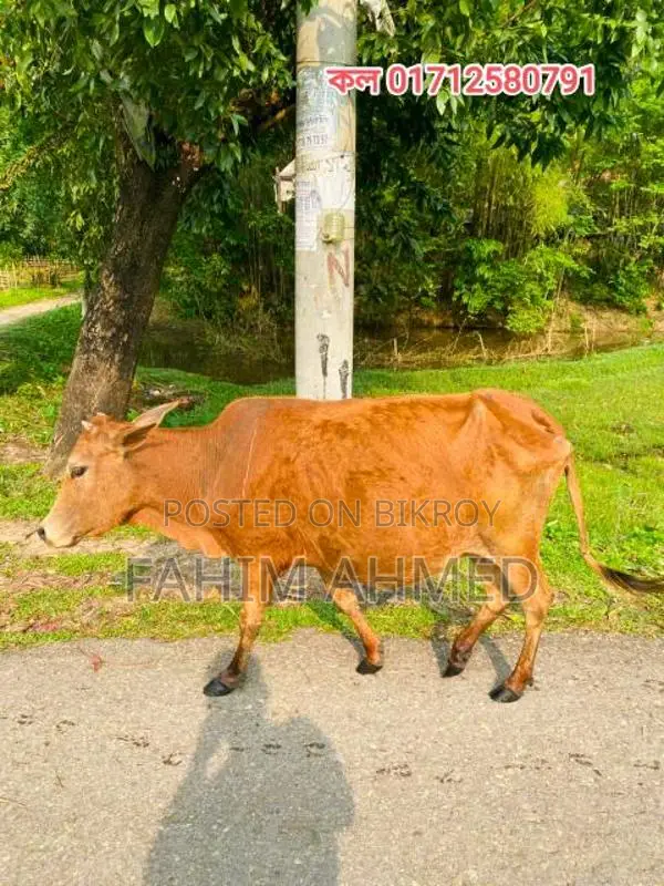 Cow with a 5-month-old calf