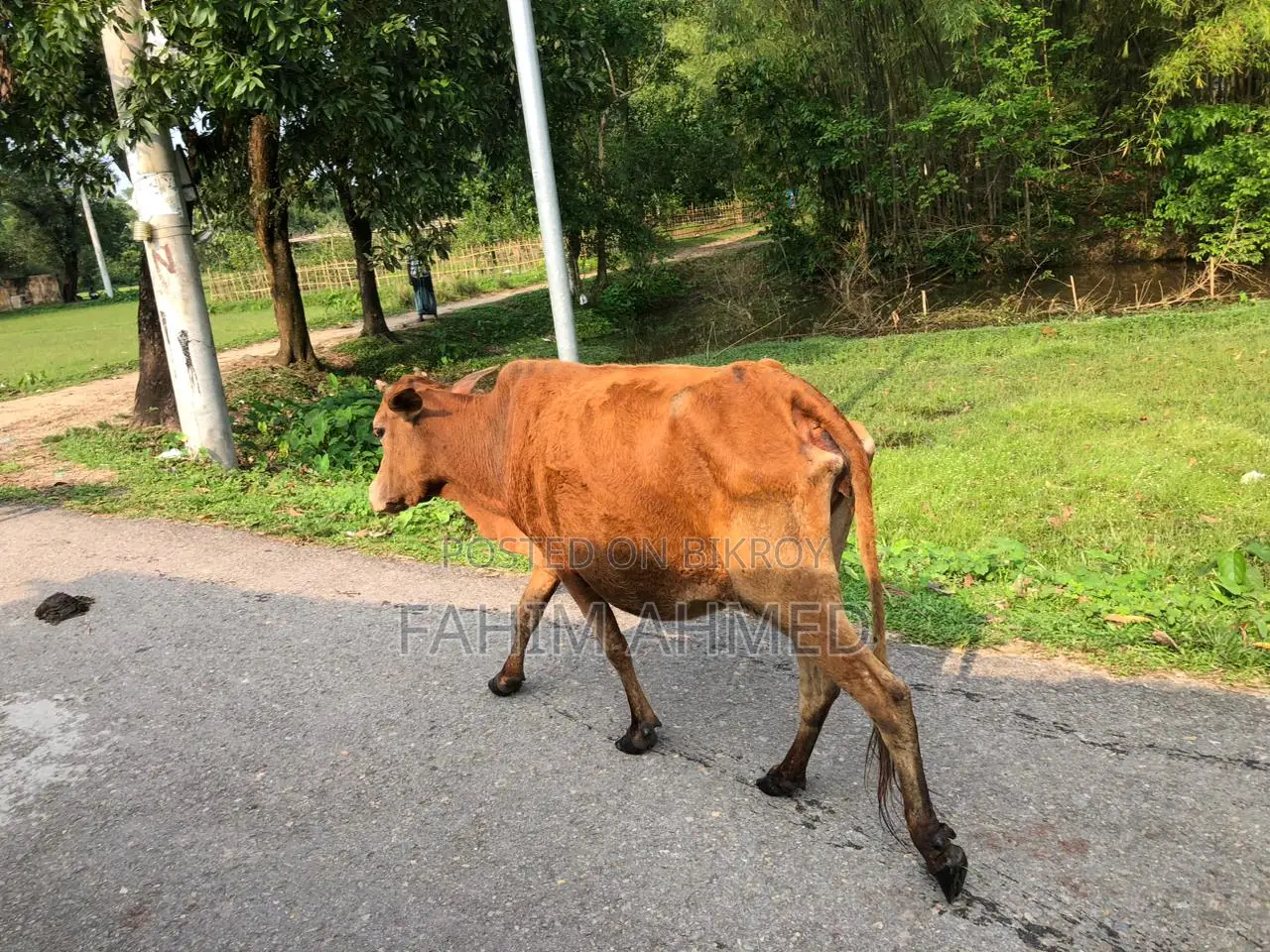 Cow with a 5-month-old calf