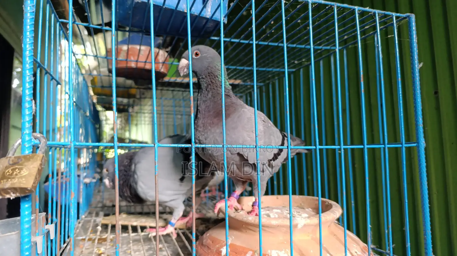 4 Pairs of Fancy Pigeons and 8-Compartment Cage