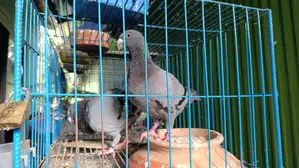 4 Pairs of Fancy Pigeons and 8-Compartment Cage