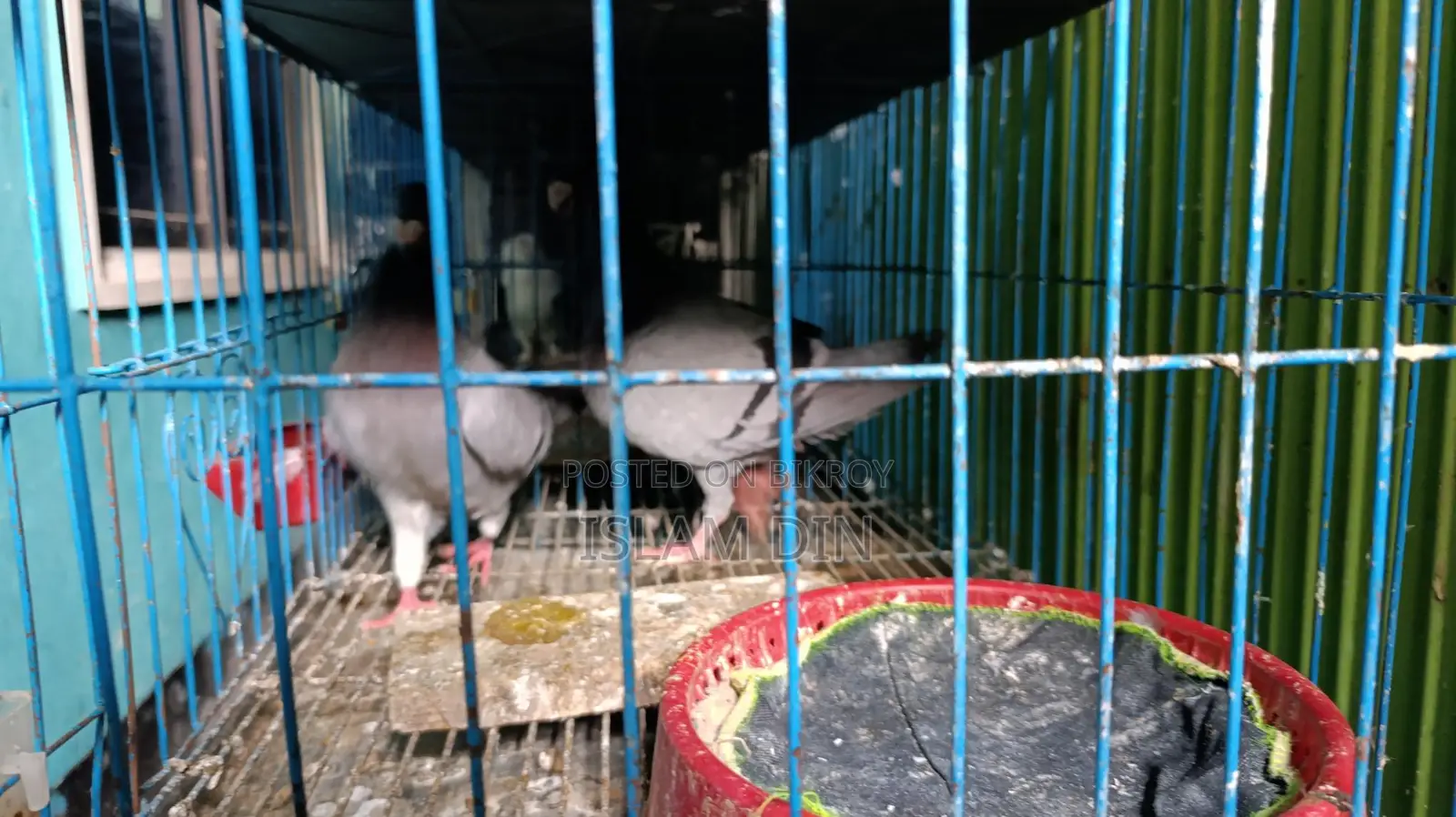 4 Pairs of Fancy Pigeons and 8-Compartment Cage