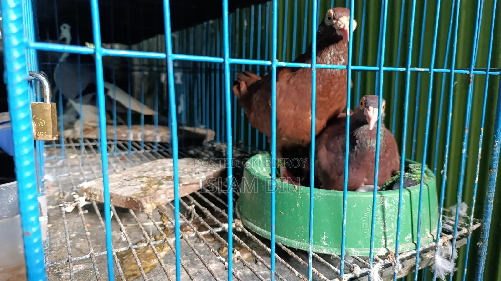 4 Pairs of Fancy Pigeons and 8-Compartment Cage