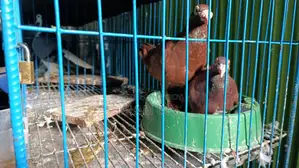 4 Pairs of Fancy Pigeons and 8-Compartment Cage