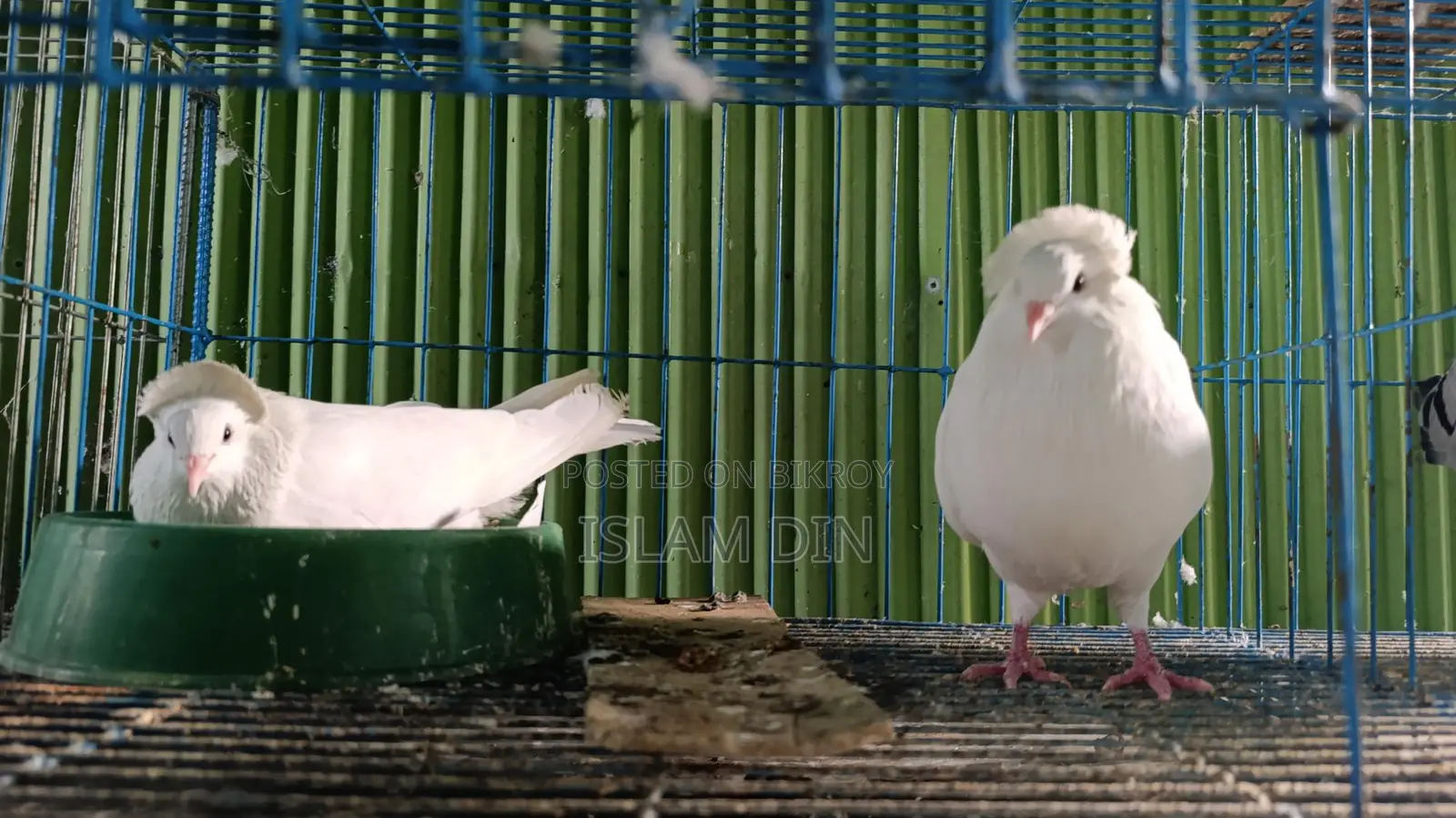 4 Pairs of Fancy Pigeons and 8-Compartment Cage