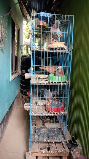 4 Pairs of Fancy Pigeons and 8-Compartment Cage