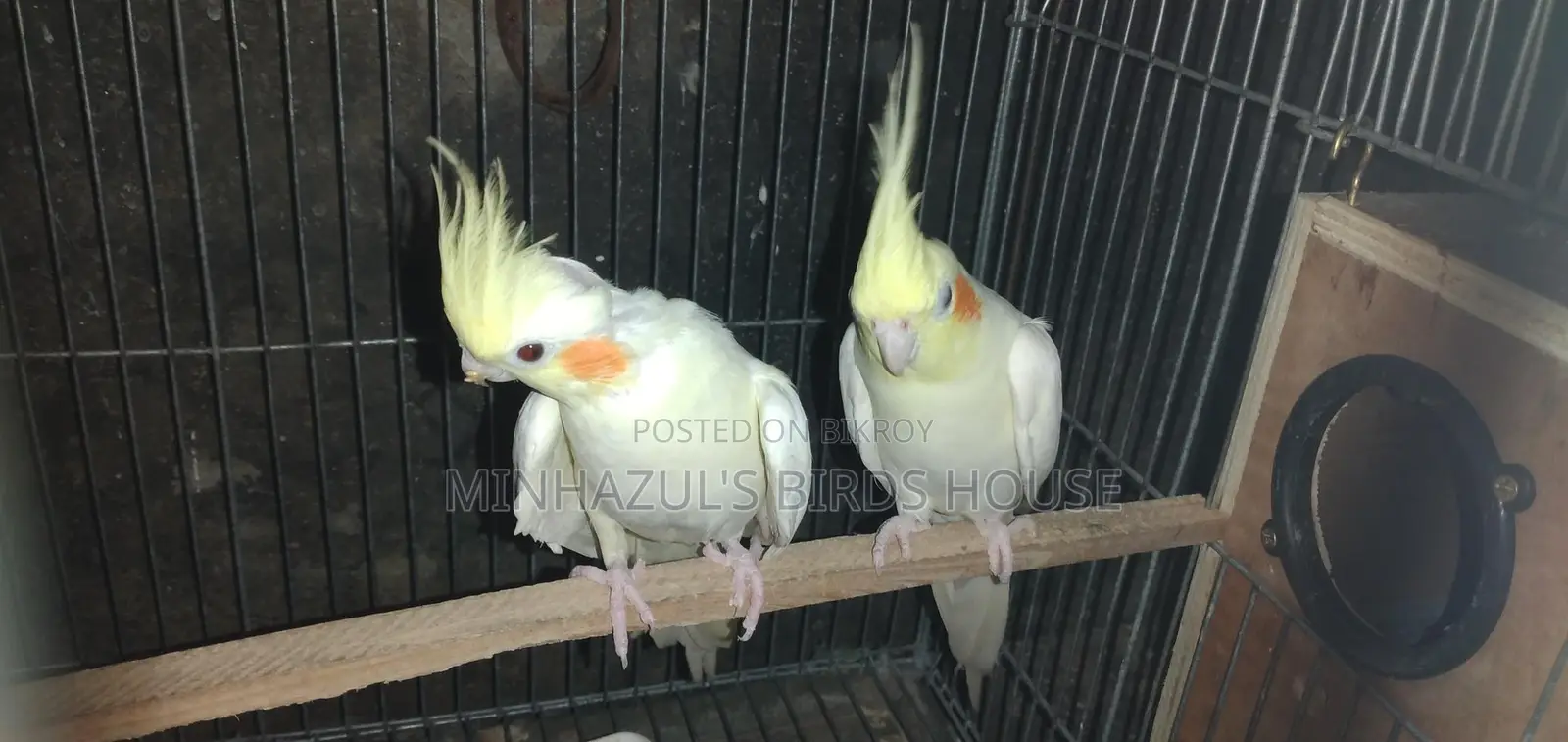 Cockatiel Bird