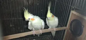 Cockatiel Bird