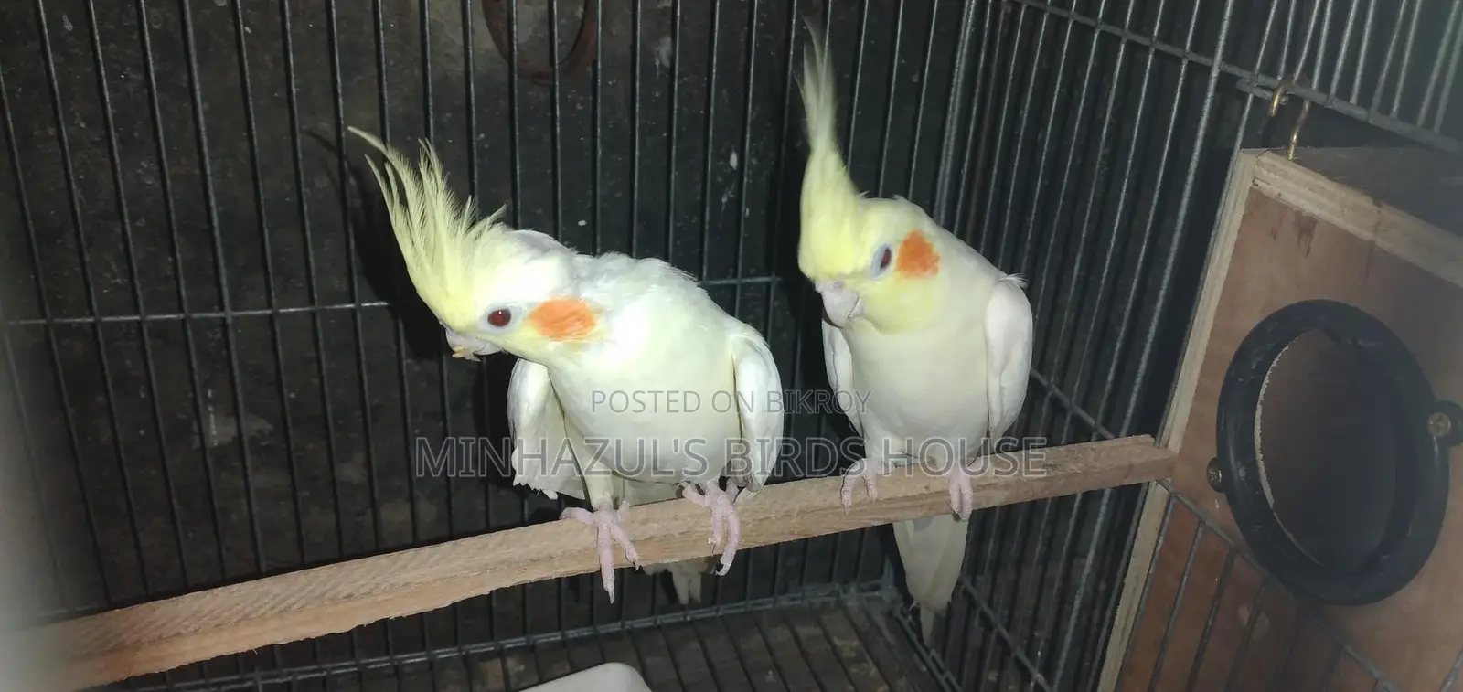 Cockatiel Bird