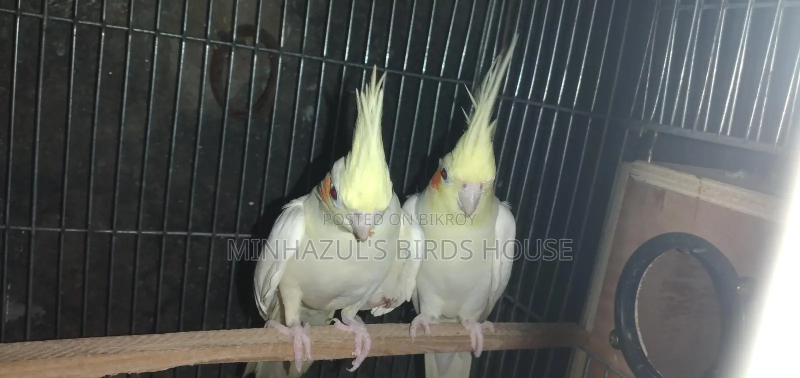 Cockatiel Bird